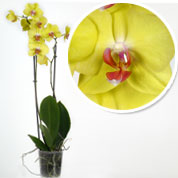 Orchide papillon Jaune, Phalaenopsis